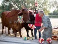 Nostra Signora della Difesa 2019 - Donori - Dall'11 al 22 Settmbre 2019 - ParteollaClick