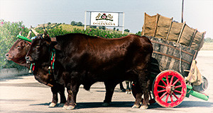 Foto dei buoi con carro per vendemmia