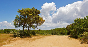Foto in località S'Isca Manna a Serdina, con una stra sterrata e un albero di leccio sulla sinistra della strada