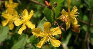 Foto fiore giallo