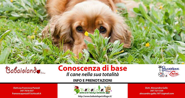 Banner Corso di 1° livello, conoscenza di base, Il cane nella sua totalità - Babaiola Pet Village, Donori - 23, 24 e 25 Aprile 2016 - ParteollaClick