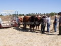 Sagra della Mietitura 2014 - Dolianova - 28 Giugno 2014 - ParteollaClick Sagra della Mietitura 2014 - Dolianova - 28 Giugno 2014 - ParteollaClick