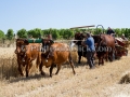 Sagra della Mietitura 2014 - Dolianova - 28 Giugno 2014 - ParteollaClick Sagra della Mietitura 2014 - Dolianova - 28 Giugno 2014 - ParteollaClick
