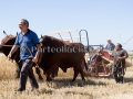 Sagra della Mietitura 2014 - Dolianova - 28 Giugno 2014 - ParteollaClick Sagra della Mietitura 2014 - Dolianova - 28 Giugno 2014 - ParteollaClick