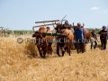 Sagra della Mietitura 2014 - Dolianova - 28 Giugno 2014 - ParteollaClick Sagra della Mietitura 2014 - Dolianova - 28 Giugno 2014 - ParteollaClick