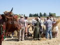 Sagra della Mietitura 2014 - Dolianova - 28 Giugno 2014 - ParteollaClick Sagra della Mietitura 2014 - Dolianova - 28 Giugno 2014 - ParteollaClick