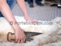 Dodicesima Edizione Maistus et Maistas - Donori - 20 Giugno 2015 - ParteollaClick Dodicesima Edizione Maistus et Maistas - Donori - 20 Giugno 2015 - ParteollaClick