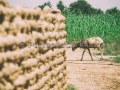 I Sorrisi di Ouagadougou, la Sardegna abbraccia l'Africa - Burkina Faso - Settembre 2015 - ParteollaClick I Sorrisi di Ouagadougou, la Sardegna abbraccia l'Africa - Burkina Faso - Settembre 2015 - ParteollaClick