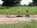 I Sorrisi di Ouagadougou, la Sardegna abbraccia l'Africa - Burkina Faso - Settembre 2015 - ParteollaClick I Sorrisi di Ouagadougou, la Sardegna abbraccia l'Africa - Burkina Faso - Settembre 2015 - ParteollaClick